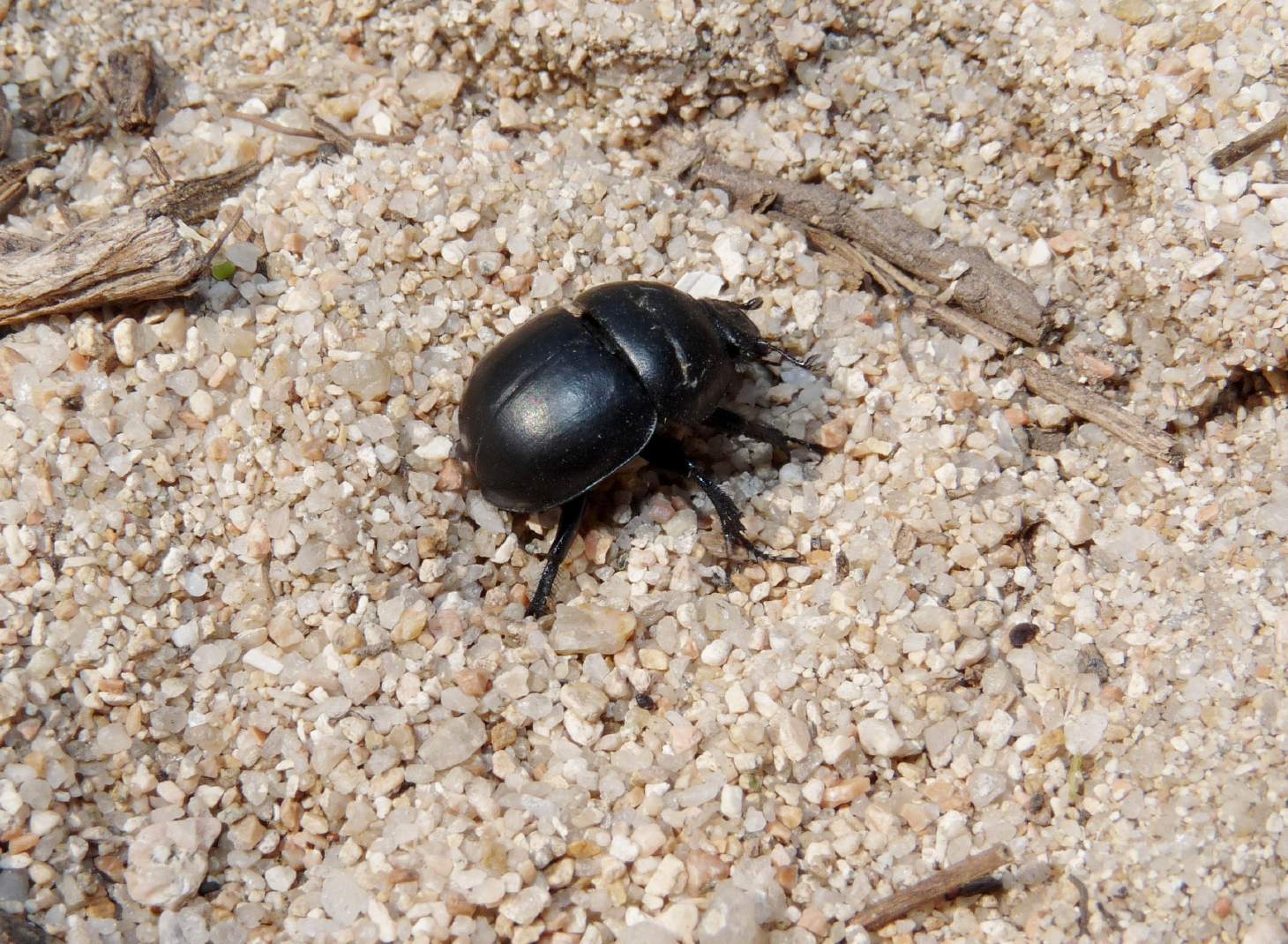 [Acanthaclisis occitanica larva] Tagliole nella sabbia